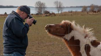 Miniature horse photographer Prince Edward County Ontario